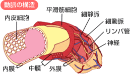 動脈の構造